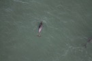 Missing Picture